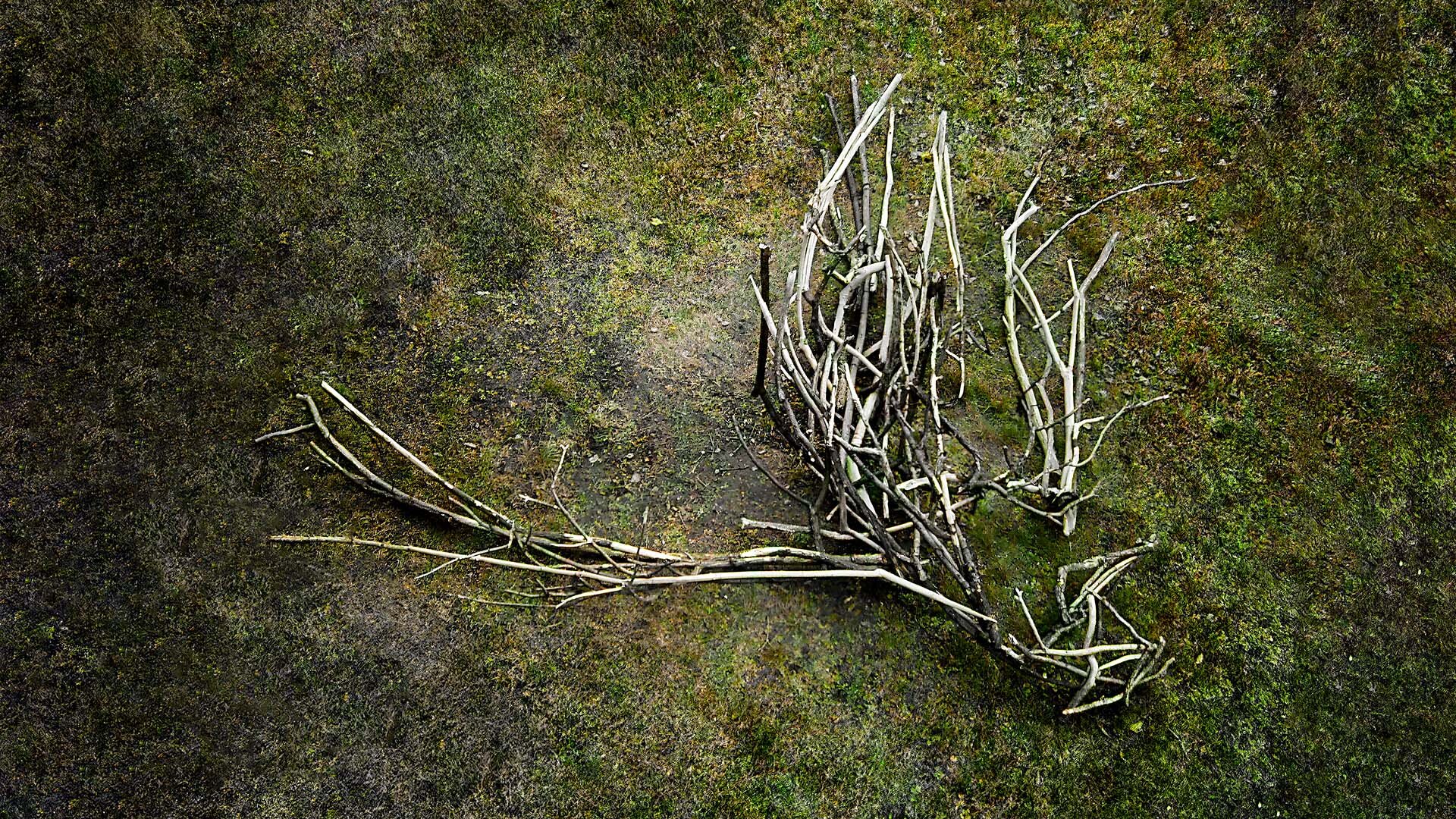 Harpy, 2004 Harpy, 2004 — site-specific installation by Daniel Paul of a large branch structure with wing-like forms on a forest floor