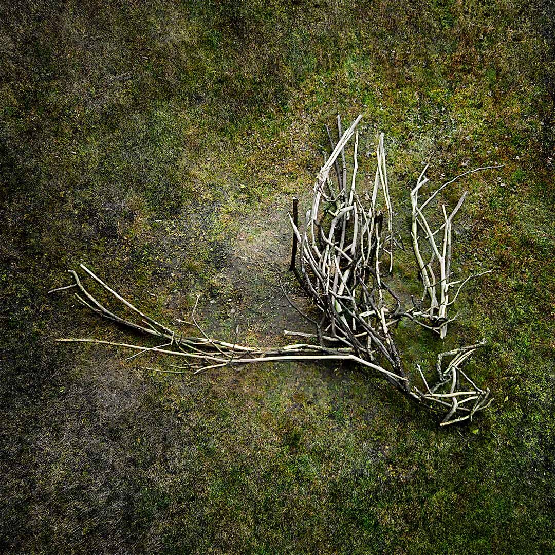 Harpy, 2004 Harpy, 2004 — site-specific installation by Daniel Paul of a large branch structure with wing-like forms on a forest floor